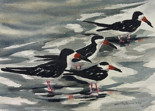 Black Skimmers