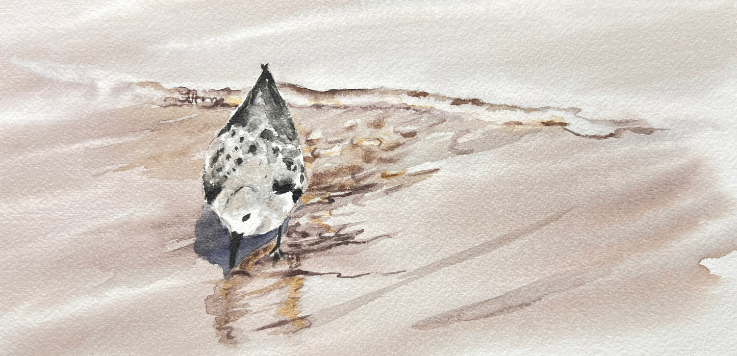 Sanderling