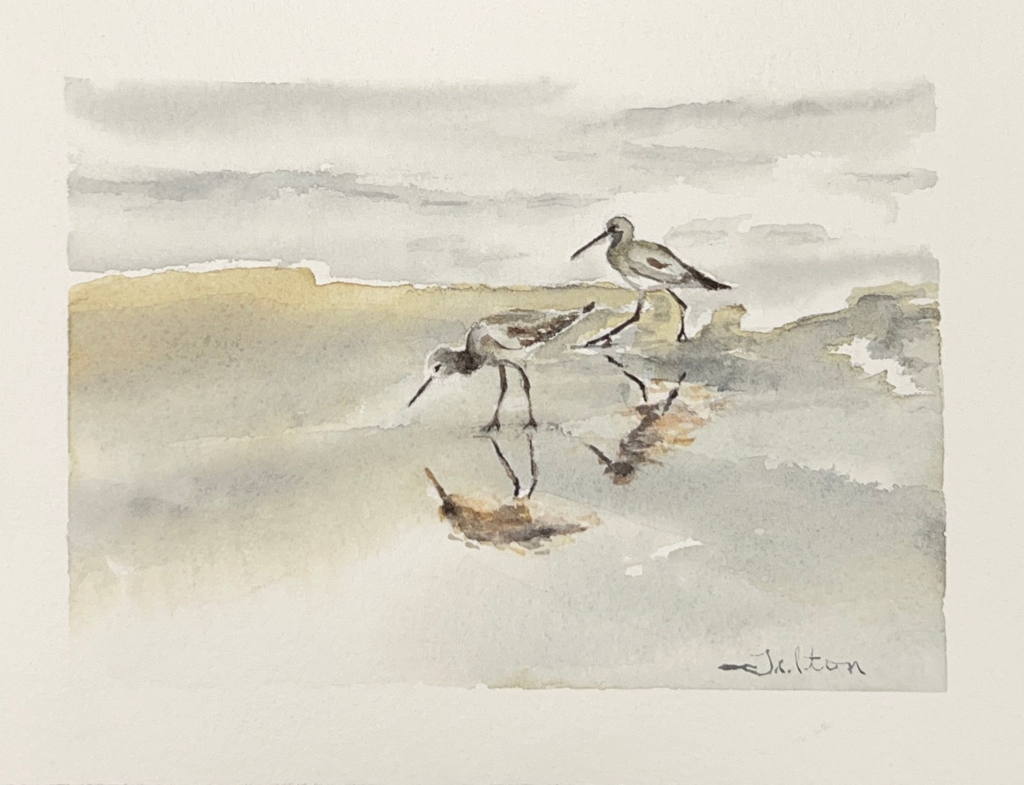 Willets shoreline birds