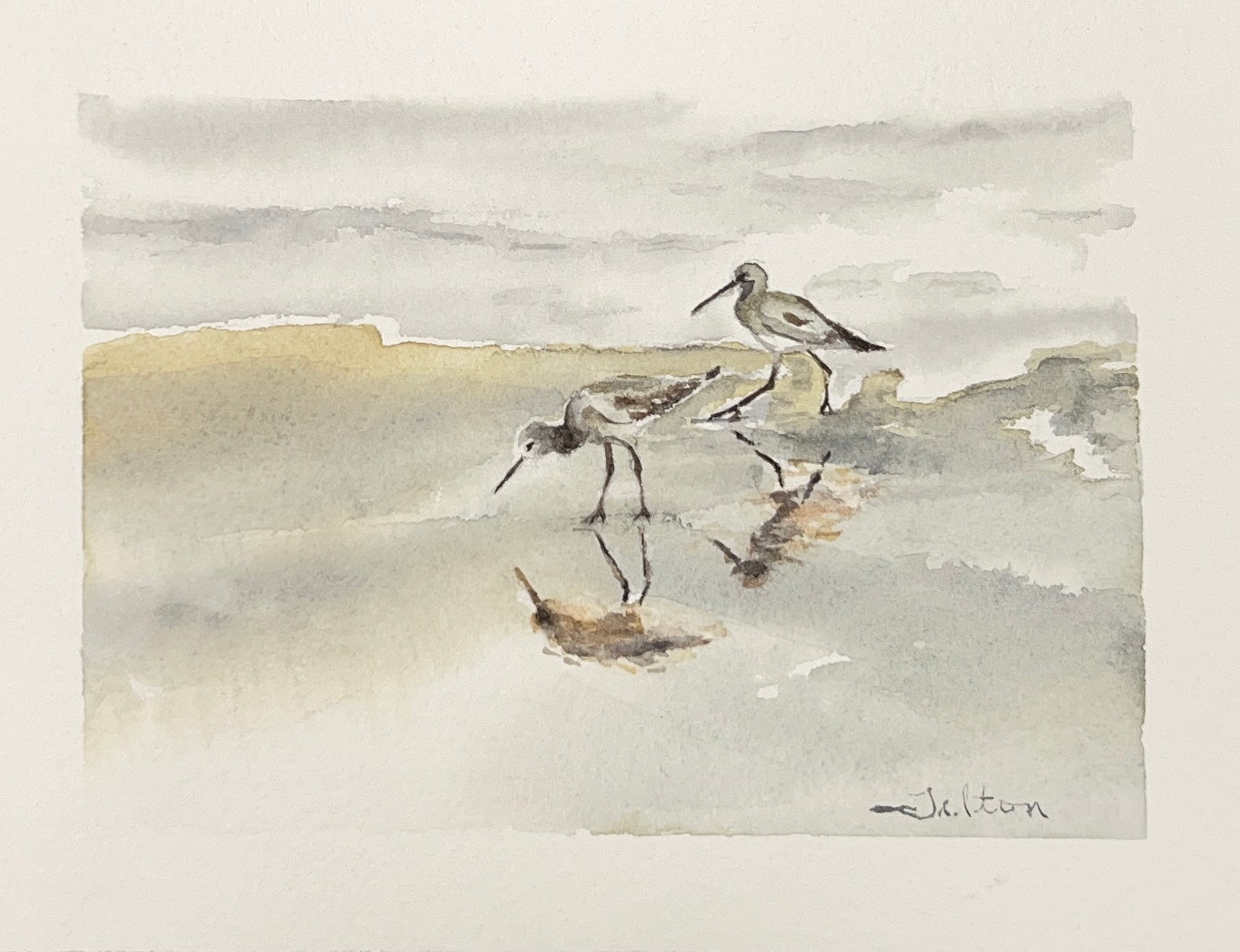 Willets shoreline birds