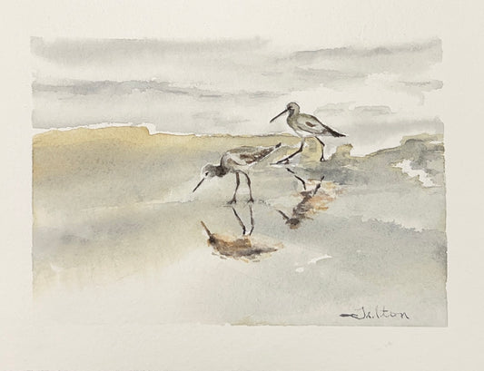 Willets shoreline birds